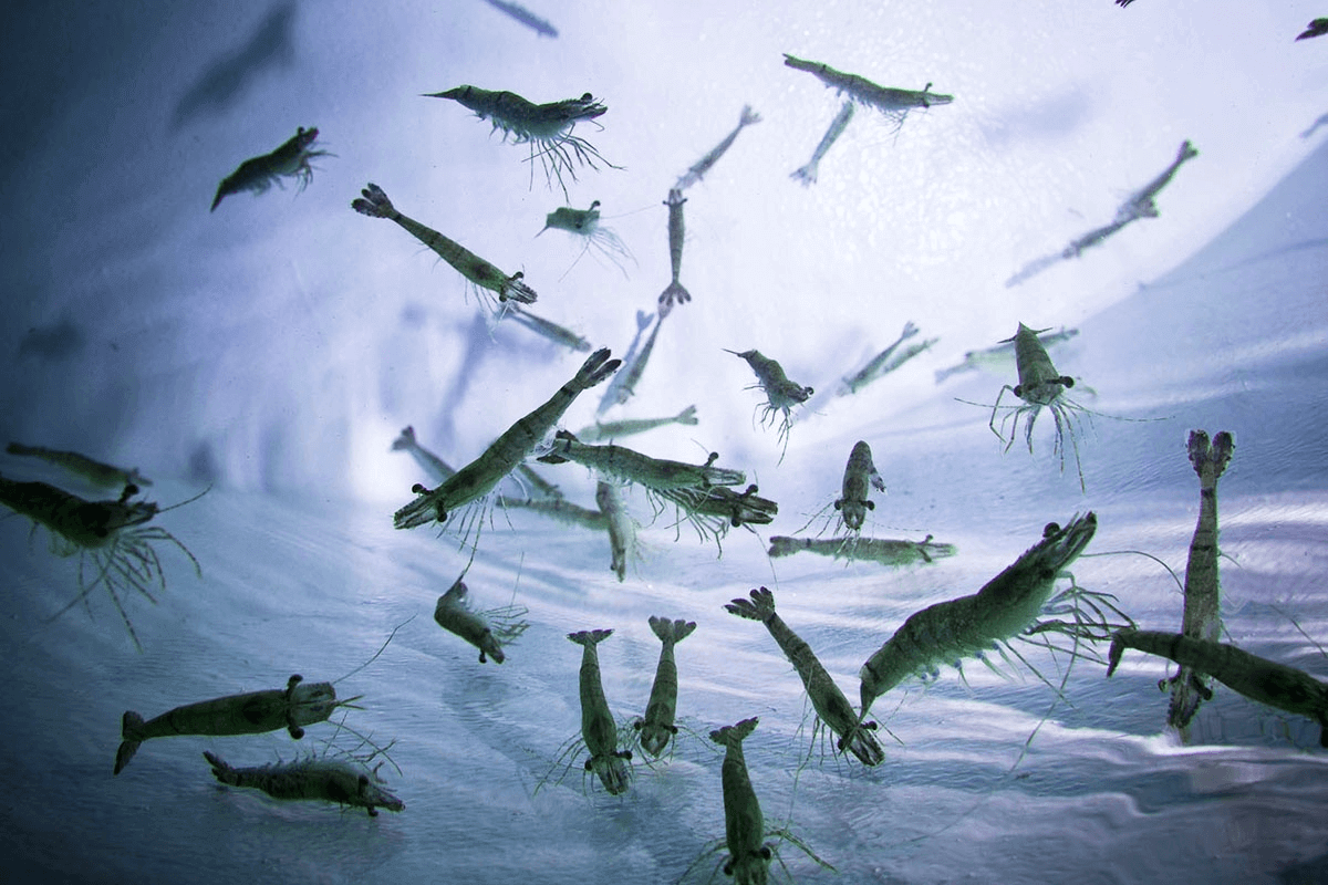 goalShrimp